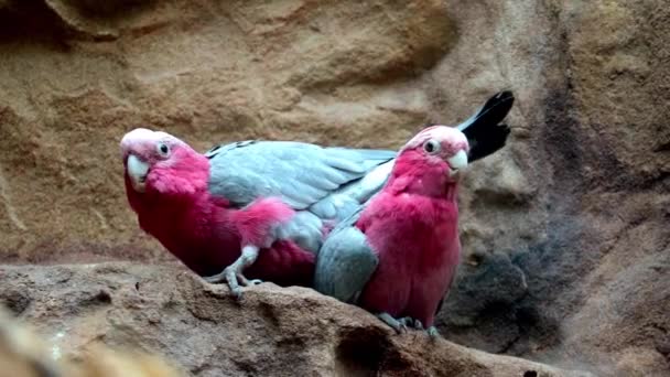 Όμορφοι παπαγάλοι καθαρίζουν ο ένας τον άλλο. — Αρχείο Βίντεο
