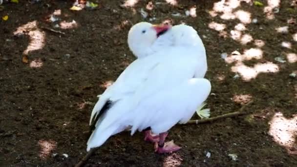 아름다운 흰 기러기가 깃털을 청소 한다. 가금 류. — 비디오
