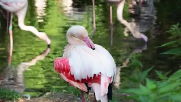 분홍빛 플라밍고는 깃털을 청소 한다. 날개를 펄럭 인다. — 비디오