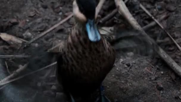 A wild dark duck flaps its wings quickly. — Stock Video