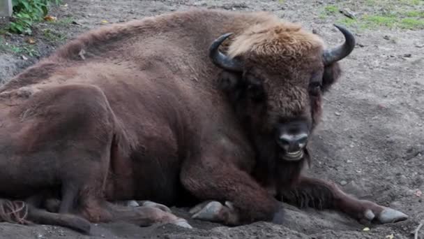 Sur le sol se trouve un bison et mâche. Animaux sauvages. — Video