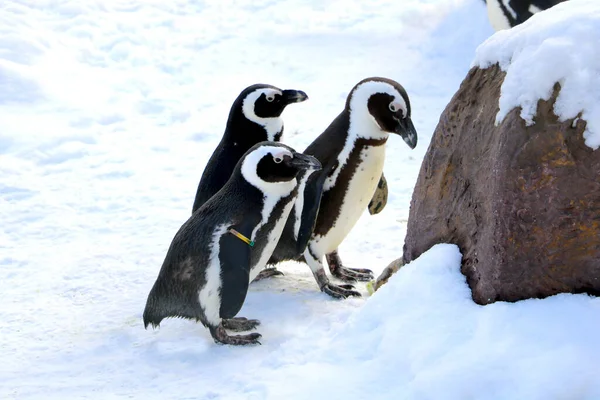 Lustige Pinguine Stehen Einem Sonnigen Wintertag Schnee — Stockfoto