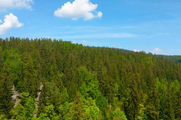 Schöner Grüner Wald Vor Blauem Himmel — Stockfoto