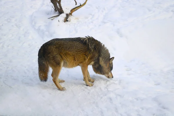 狼の上でクローズアップ 雪の中に道がある — ストック写真