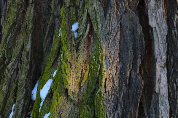 Närbild Stammen Barken Trädet Texturen Trädet Bakgrunden — Stockfoto