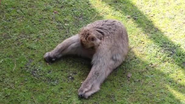 Monkey Sitting Green Grass Wild Nature Funny Monkey Looks — Stock Video