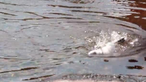 Latar Belakang Kabur Keluar Dari Fokus Seekor Penguin Berenang Dalam — Stok Video