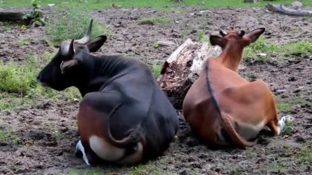 Коровы Лежат Земле Машут Хвостами Отгоняют Мух Насекомых Коровы Жуют — стоковое видео