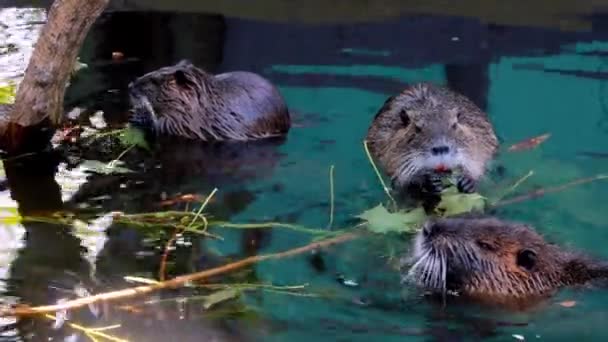 Close Tree Leaves Branches Eating Otters Water Nutria Orange Teeth — Stock Video