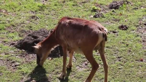 牧草地で緑の草を食べるヤギのクローズアップ. — ストック動画