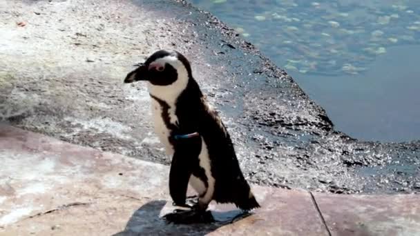 Un pingüino se para en la orilla y limpia sus plumas. — Vídeo de stock