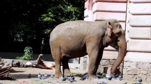 Un hermoso elefante adulto grande se para y come. — Vídeo de stock