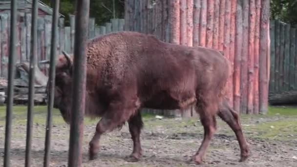 Primo piano di un bisonte adulto nel parco. — Video Stock