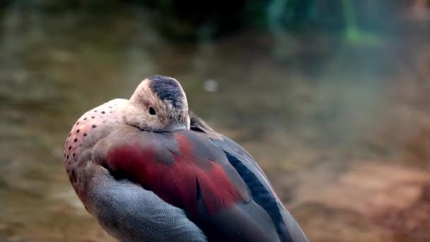 A víz partján ül egy madár. Elrejtette a csőrét a tollaiba.. — Stock videók