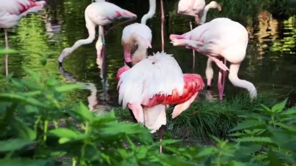 Na brzegu zbiornika znajdują się różowe flamingi. — Wideo stockowe