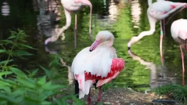 Close-up em flamingos rosa. Limpa penas. Asas de flamingo largas. — Vídeo de Stock