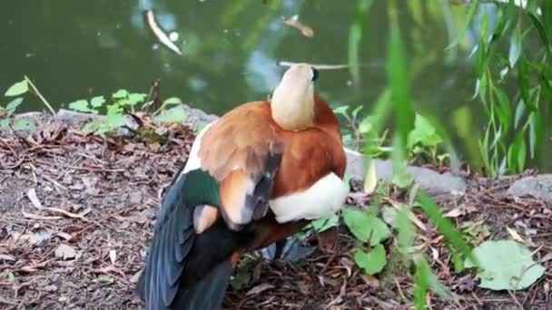 Sulla riva del lago, un bellissimo uccello pulisce le piume. — Video Stock