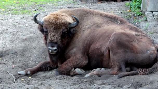 Close-up do bisonte que jaz no chão. Bisão mastiga grama e abana sua cauda. — Vídeo de Stock
