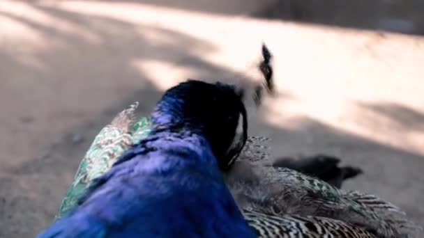 Närbild av en påfågel som rengör sina fjädrar. — Stockvideo