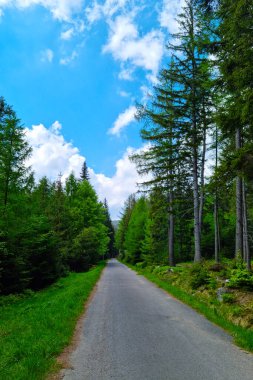 Yeşil ormanda bisiklet ve yaya yolu var.