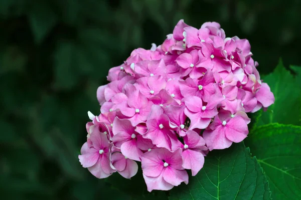 Hermoso Ramo Floración Flox Rosa Jardín —  Fotos de Stock