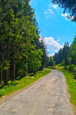 Resimli orman yolu. Dağlarda güneşli bir gün
