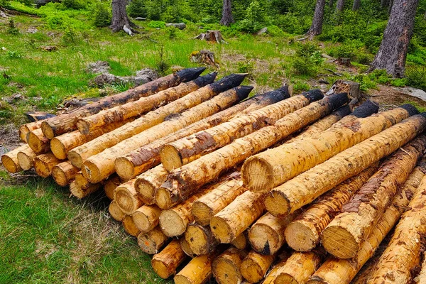 Κομμάτια Υλοτομημένων Δέντρων Στο Γρασίδι Του Δάσους — Φωτογραφία Αρχείου