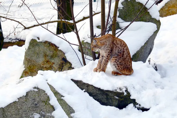 Lynx Sits Snow Close — Stock Photo, Image