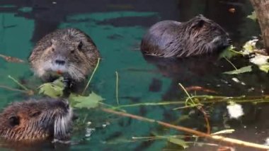 Nutria gölette oturuyor. Su samurlarına yakın çekim. Nutria sudaki bir ağacın yeşil yapraklarını yiyor. Yarı suda bir yaşam tarzı var.