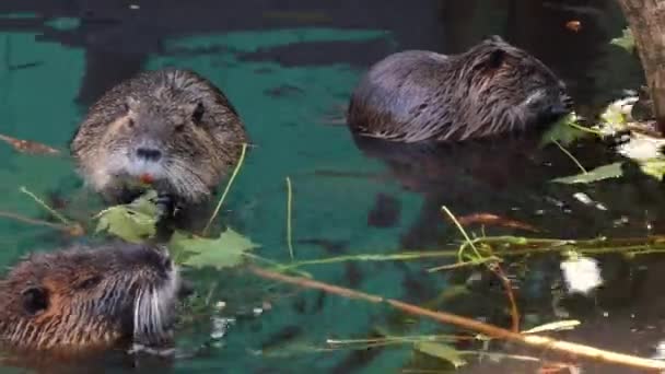 Nutria Κάθεται Στη Λίμνη Κοντινό Πλάνο Ενυδρίδες Nutria Τρώει Πράσινα — Αρχείο Βίντεο
