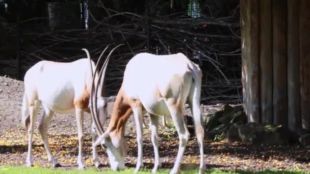 Schöne Helle Antilope Aus Nächster Nähe Sie Fressen Früchte Vom — Stockvideo