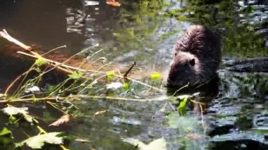 Su samuru sudaki bir kütüğe oturur ve ağacın yeşil yapraklarını yer. Nutria