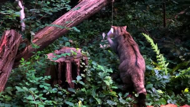 Vue Chat Sauvage Jouant Avec Verre Suspendu Arbre — Video