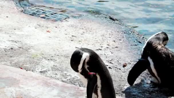 Los Pingüinos Paran Orilla Limpian Sus Plumas Una Familia Aves — Vídeos de Stock