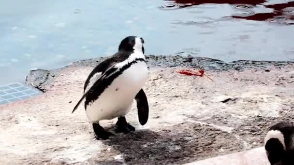 Nahaufnahme Eines Pinguins Der Federn Putzt Eine Stromlinienförmige Pinguinform Die — Stockvideo