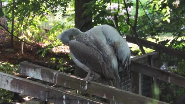 Большой Пеликан Сидит Заборе Чистя Перья Пеликаны Являются Обитателями Мелких — стоковое видео