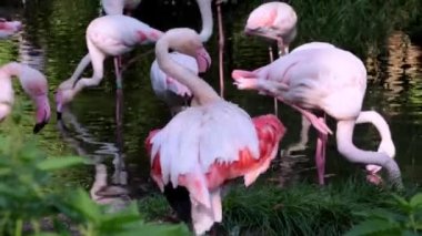 Pembe flamingolar göletin üzerinde duruyor. Tüm flamingoların bacakları, gagası, gözü ve derisi farklı renklerdedir.