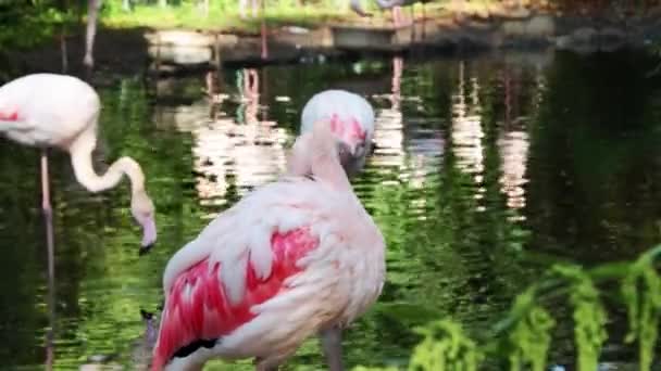 羽をブラッシングするピンクのフラミンゴのクローズアップ — ストック動画