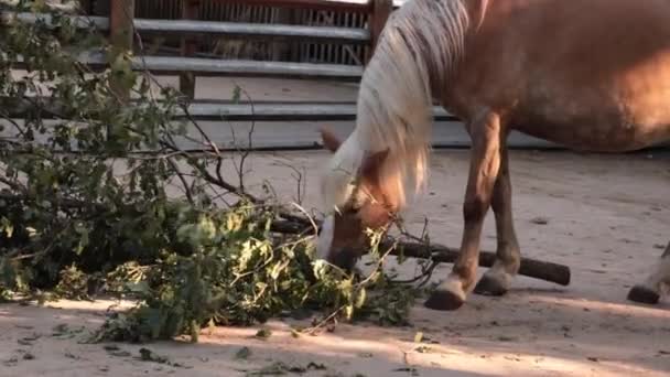 Красивая Лошадь Ест Зеленые Ветви Деревьев Парке — стоковое видео