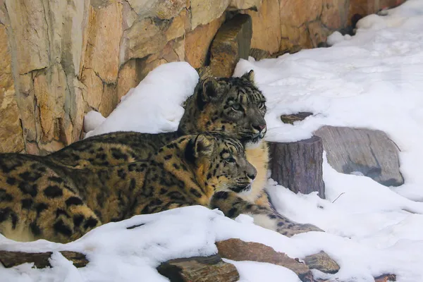 Красивые Взрослые Леопарды Лежат Снегу — стоковое фото
