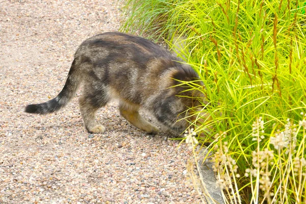 Beautiful Domestic Cat Hiding Grass Part Cat Visible Grass — Stock Photo, Image
