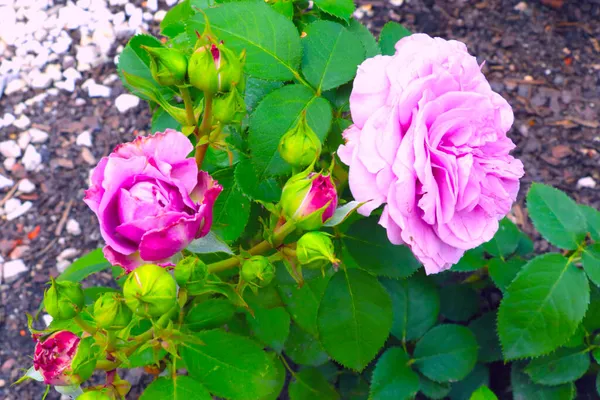 Vue Dessus Jardin Fleuri Rose Par Une Journée Ensoleillée — Photo