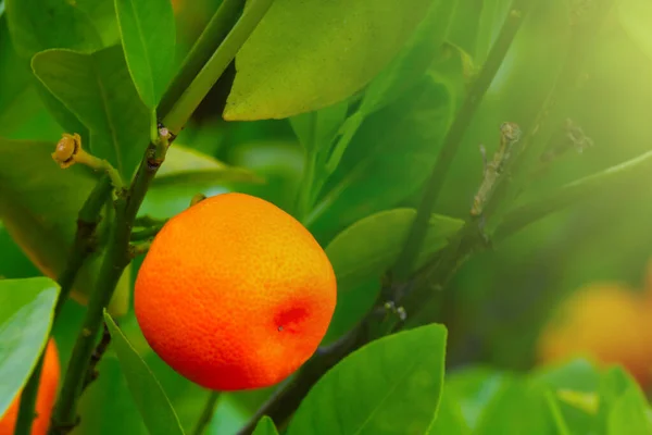 Primo Piano Ramo Mandarino Verde Con Frutto Giardino Frutta Fresca — Foto Stock