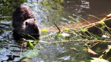Sudaki kütüğün üzerinde bir su samuru oturuyor. Nutria yeşil yapraklar ve ağaç dalları yiyor.