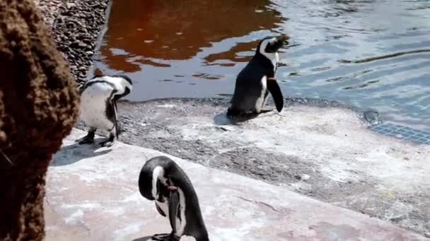 Los Pingüinos Limpian Sus Plumas Orilla Del Agua — Vídeo de stock