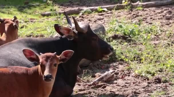 Young Calf Stands Mother Licks Herself Her Tongue Funny Calf — Stock Video