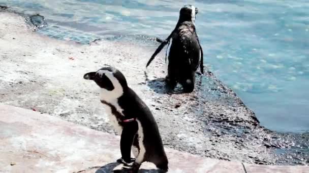 Pingouins Drôles Sur Rivage Eau Pingouin Saute Dans Eau — Video