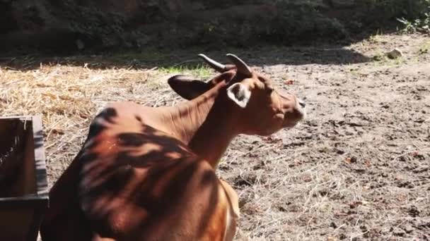 Großaufnahme Einer Kuh Die Schatten Liegt Und Gras Kaut — Stockvideo