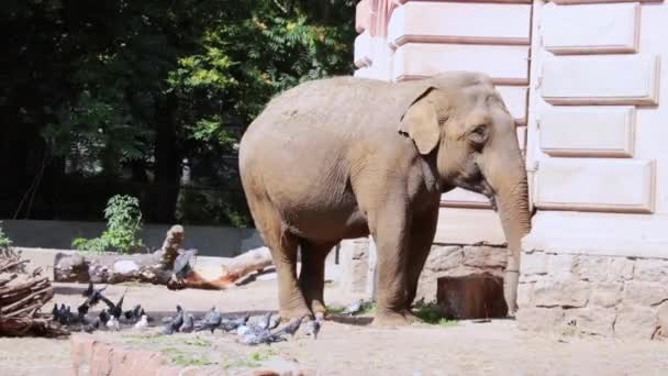 Divertente Elefante Adulto Che Mangia Cibo Gli Uccelli Volano Intorno — Video Stock