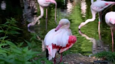 Flamingo tüylerini temizliyor. Pembe flamingo kanatlarını hızla çırpar.